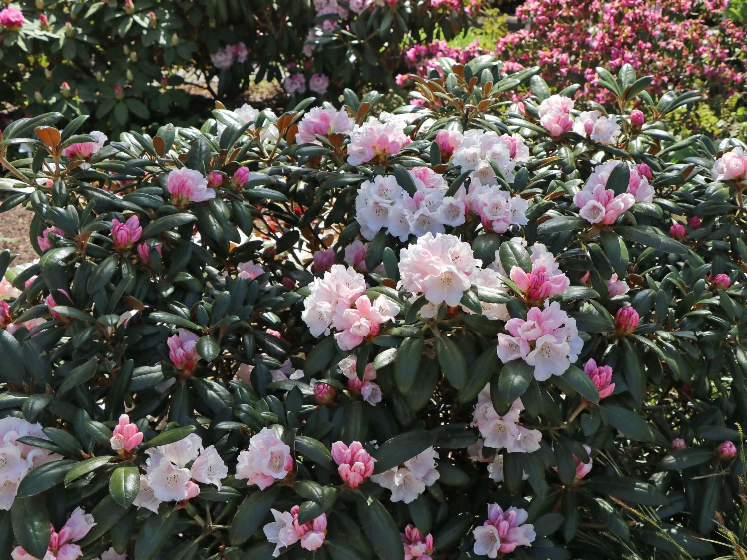 Rhododendron 'Hydon Velvet' 3 Rhododendron 'Hydon Velvet' – Bild 3
