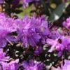 Rhododendron Impeditum