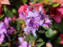Rhododendron Impeditum 9 Rhododendron Impeditum -Deutschland Garten Funk Verkaufs-Shop rhododendron impeditum m002384 w 0