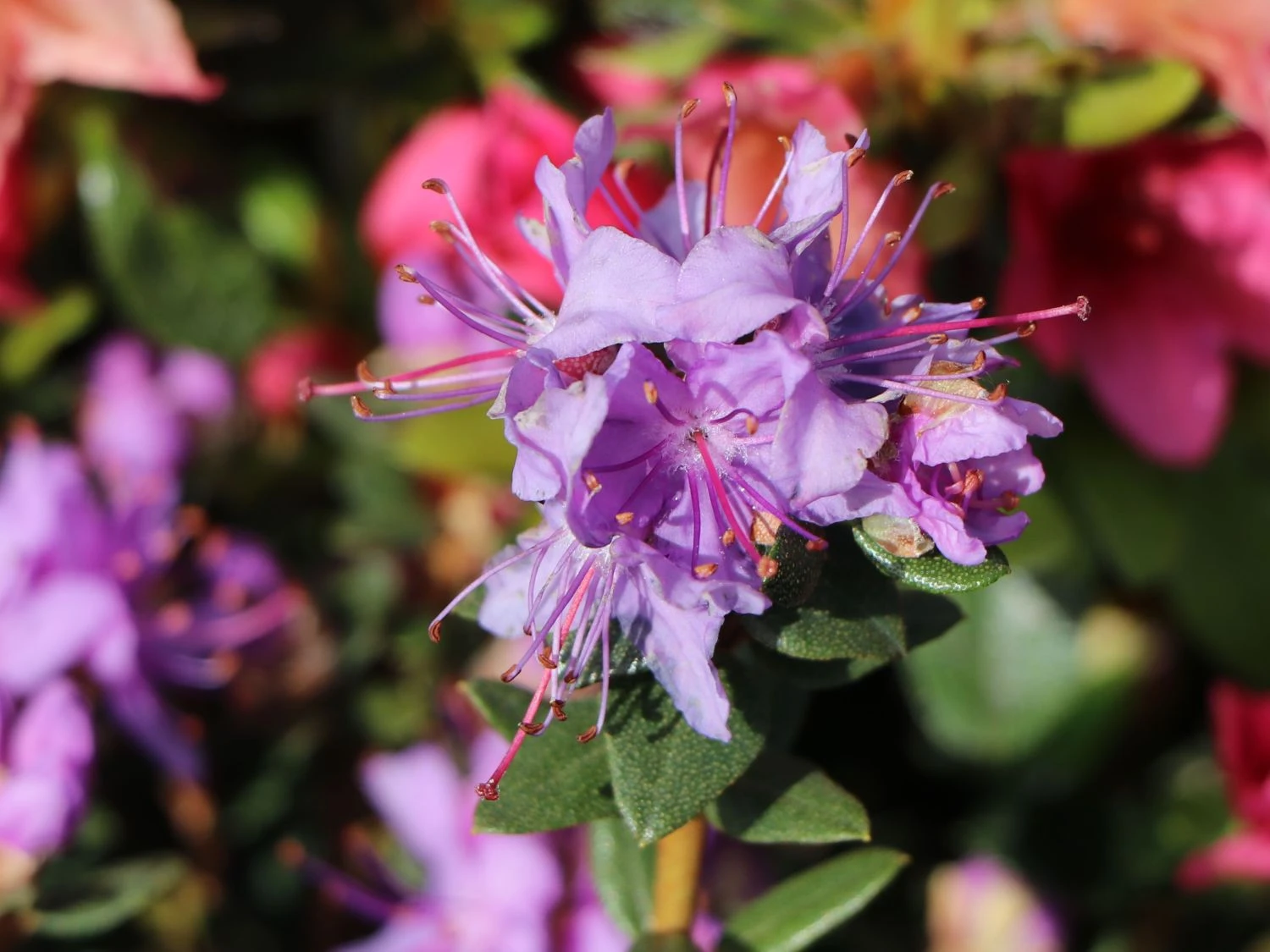 Rhododendron Impeditum 4 Rhododendron Impeditum – Bild 4
