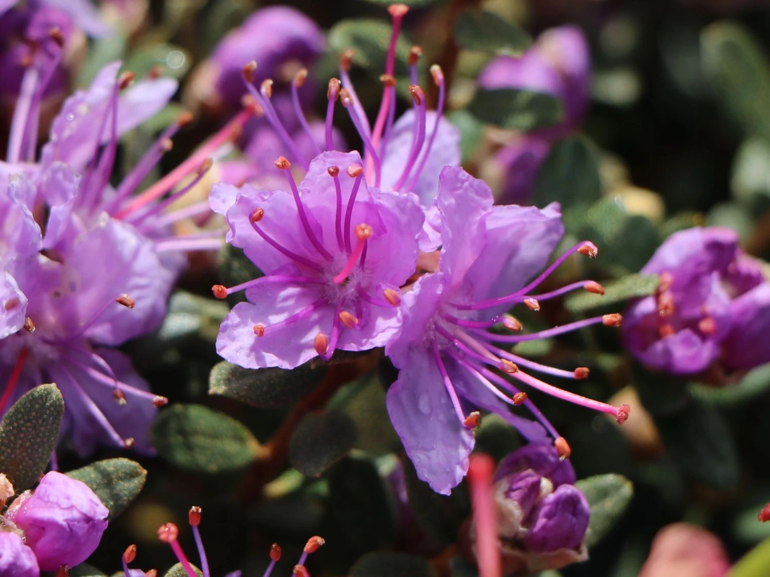 Rhododendron Impeditum 2 Rhododendron Impeditum – Bild 2