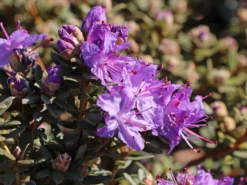 Rhododendron Impeditum 10 Rhododendron Impeditum -Deutschland Garten Funk Verkaufs-Shop rhododendron impeditum m002384 w 2