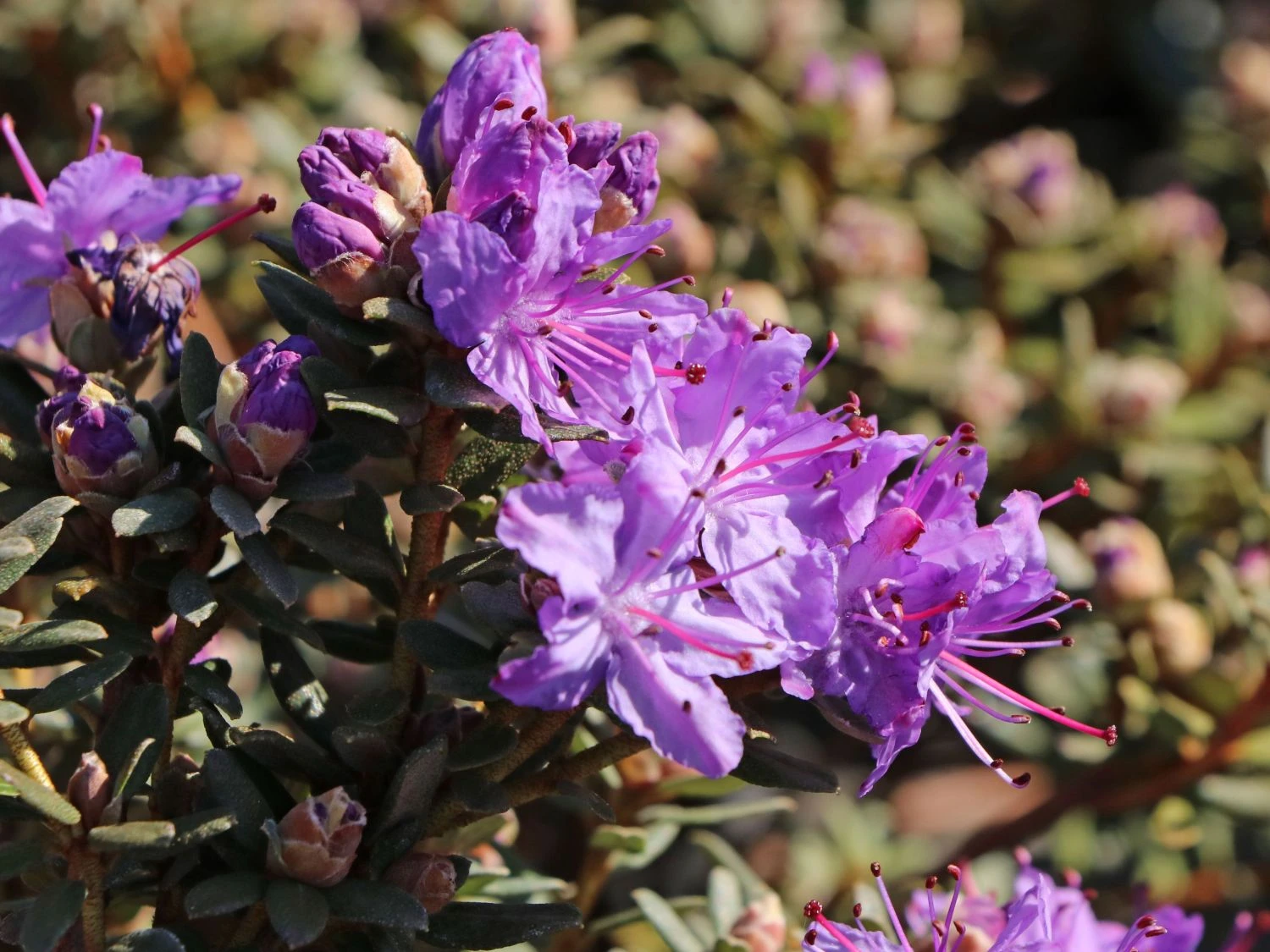 Rhododendron Impeditum 5 Rhododendron Impeditum – Bild 5