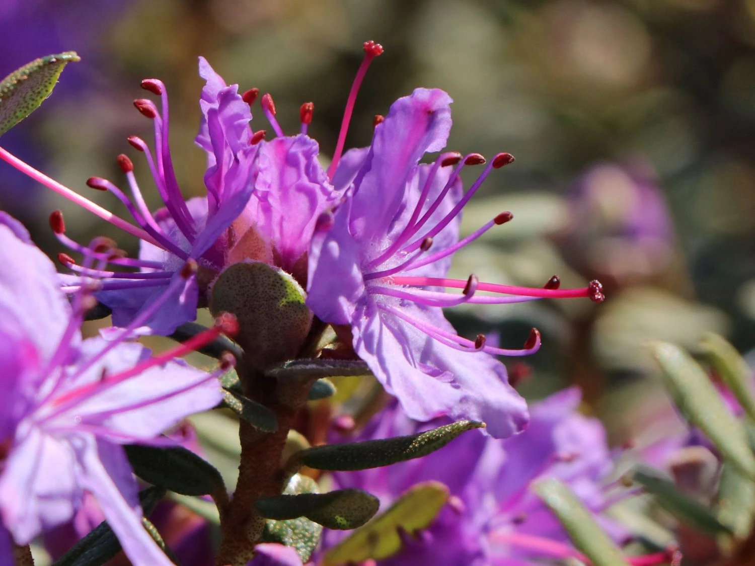 Rhododendron Impeditum 6 Rhododendron Impeditum – Bild 6