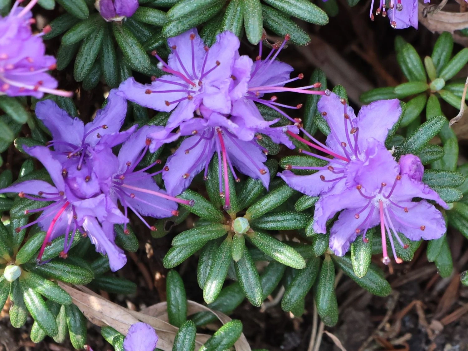 Rhododendron Impeditum 3 Rhododendron Impeditum – Bild 3