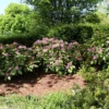 Rhododendron INKARHO ® 'Dufthecke' (Lila)