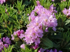 Rhododendron INKARHO ® 'Dufthecke' (Lila) -Deutschland Garten Funk Verkaufs-Shop rhododendron inkarho dufthecke lila m050126 w 0