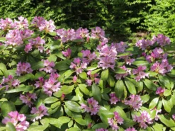 Rhododendron INKARHO ® 'Dufthecke' (Lila) -Deutschland Garten Funk Verkaufs-Shop rhododendron inkarho dufthecke lila m050126 w 1