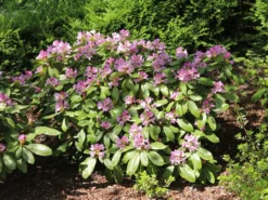 Rhododendron INKARHO ® 'Dufthecke' (Lila) -Deutschland Garten Funk Verkaufs-Shop rhododendron inkarho dufthecke lila m050126 w 2