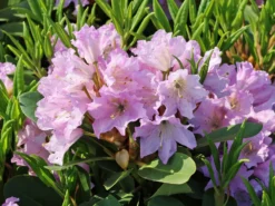 Rhododendron INKARHO ® 'Dufthecke' (Lila) -Deutschland Garten Funk Verkaufs-Shop rhododendron inkarho dufthecke lila m050126 w 3