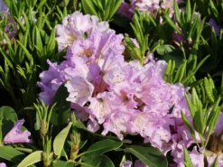 Rhododendron INKARHO ® 'Dufthecke' (Lila) -Deutschland Garten Funk Verkaufs-Shop rhododendron inkarho dufthecke lila m050126 w 5