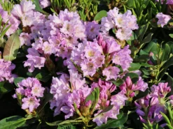 Rhododendron INKARHO ® 'Dufthecke' (Lila) -Deutschland Garten Funk Verkaufs-Shop rhododendron inkarho dufthecke lila m050126 w 7