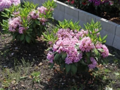 Rhododendron INKARHO ® 'Dufthecke' (Lila) -Deutschland Garten Funk Verkaufs-Shop rhododendron inkarho dufthecke lila m050126 w 8