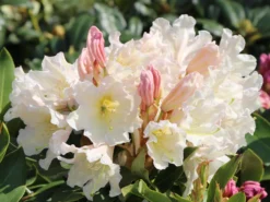 Rhododendron 'INKARHO®-Dufthecke' Weiß -Deutschland Garten Funk Verkaufs-Shop rhododendron inkarho dufthecke m008947 w 0