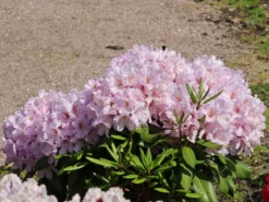Rhododendron 'INKARHO ® - Dufthecke' Rosa