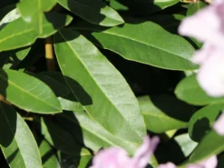 Rhododendron 'INKARHO ® - Dufthecke' Rosa -Deutschland Garten Funk Verkaufs-Shop rhododendron inkarho dufthecke rosa m121076 w 1