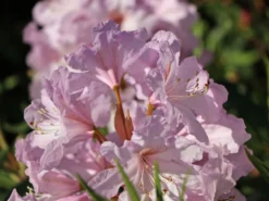 Rhododendron 'INKARHO ® - Dufthecke' Rosa -Deutschland Garten Funk Verkaufs-Shop rhododendron inkarho dufthecke rosa m121076 w 2