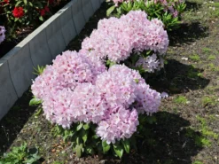 Rhododendron 'INKARHO ® - Dufthecke' Rosa -Deutschland Garten Funk Verkaufs-Shop rhododendron inkarho dufthecke rosa m121076 w 3