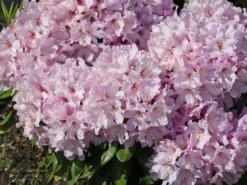 Rhododendron 'INKARHO ® - Dufthecke' Rosa -Deutschland Garten Funk Verkaufs-Shop rhododendron inkarho dufthecke rosa m121076 w 4