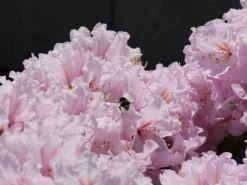 Rhododendron 'INKARHO ® - Dufthecke' Rosa -Deutschland Garten Funk Verkaufs-Shop rhododendron inkarho dufthecke rosa m121076 w 5