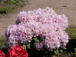 Rhododendron 'INKARHO ® - Dufthecke' Rosa -Deutschland Garten Funk Verkaufs-Shop rhododendron inkarho dufthecke rosa m121076 w 7