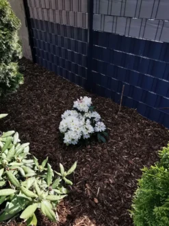 Rhododendron 'INKARHO®-Dufthecke' Weiß -Deutschland Garten Funk Verkaufs-Shop rhododendron inkarho dufthecke weiss m008947 1524419 0