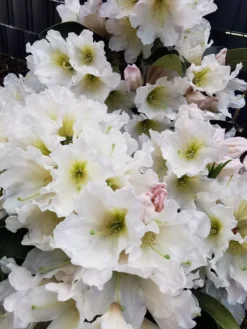 Rhododendron 'INKARHO®-Dufthecke' Weiß -Deutschland Garten Funk Verkaufs-Shop rhododendron inkarho dufthecke weiss m008947 1524419 1