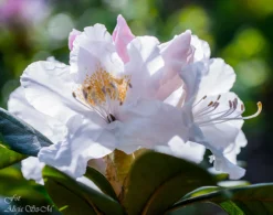 Rhododendron 'INKARHO®-Dufthecke' Weiß -Deutschland Garten Funk Verkaufs-Shop rhododendron inkarho dufthecke weiss m008947 882290 0