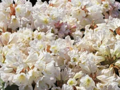 Rhododendron 'INKARHO®-Dufthecke' Weiß -Deutschland Garten Funk Verkaufs-Shop rhododendron inkarho dufthecke weiss m008947 w 1