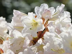 Rhododendron 'INKARHO®-Dufthecke' Weiß -Deutschland Garten Funk Verkaufs-Shop rhododendron inkarho dufthecke weiss m008947 w 2