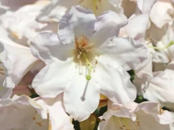 Rhododendron 'INKARHO®-Dufthecke' Weiß -Deutschland Garten Funk Verkaufs-Shop rhododendron inkarho dufthecke weiss m008947 w 3