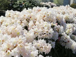 Rhododendron 'INKARHO®-Dufthecke' Weiß -Deutschland Garten Funk Verkaufs-Shop rhododendron inkarho dufthecke weiss m008947 w 4