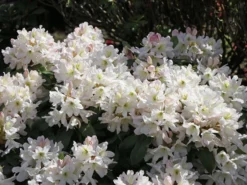 Rhododendron 'INKARHO®-Dufthecke' Weiß -Deutschland Garten Funk Verkaufs-Shop rhododendron inkarho dufthecke weiss m008947 w 5