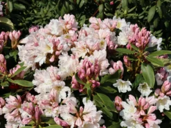 Rhododendron 'INKARHO®-Dufthecke' Weiß -Deutschland Garten Funk Verkaufs-Shop rhododendron inkarho dufthecke weiss m008947 w 7