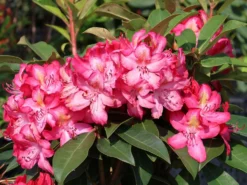 Rhododendron 'Junifeuer'