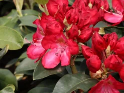 Rhododendron 'Junifeuer' -Deutschland Garten Funk Verkaufs-Shop rhododendron junifeuer m003726 w 0