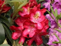 Rhododendron 'Junifeuer' -Deutschland Garten Funk Verkaufs-Shop rhododendron junifeuer m003726 w 1