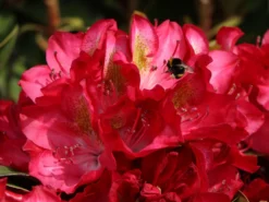 Rhododendron 'Junifeuer' -Deutschland Garten Funk Verkaufs-Shop rhododendron junifeuer m003726 w 4