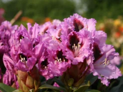 Rhododendron 'Kabarett' ®
