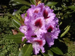 Rhododendron 'Kabarett' ® -Deutschland Garten Funk Verkaufs-Shop rhododendron kabarett m003732 w 0