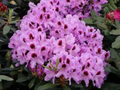 Rhododendron 'Kabarett' ® -Deutschland Garten Funk Verkaufs-Shop rhododendron kabarett m003732 w 1