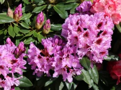 Rhododendron 'Kabarett' ® -Deutschland Garten Funk Verkaufs-Shop rhododendron kabarett m003732 w 3