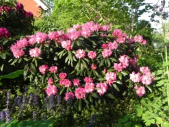 Rhododendron 'Kalinka' -Deutschland Garten Funk Verkaufs-Shop rhododendron kalinka m002368 1098677 0