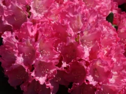 Rhododendron 'Kalinka' -Deutschland Garten Funk Verkaufs-Shop rhododendron kalinka m002368 w 0