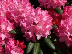 Rhododendron 'Kalinka' -Deutschland Garten Funk Verkaufs-Shop rhododendron kalinka m002368 w 1