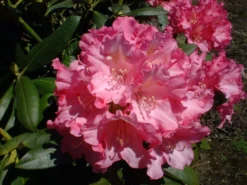 Rhododendron 'Kalinka' -Deutschland Garten Funk Verkaufs-Shop rhododendron kalinka m002368 w 2
