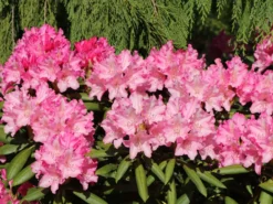 Rhododendron 'Kalinka' -Deutschland Garten Funk Verkaufs-Shop rhododendron kalinka m002368 w 3