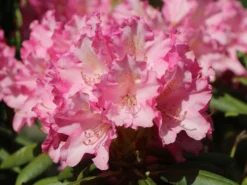 Rhododendron 'Kalinka' -Deutschland Garten Funk Verkaufs-Shop rhododendron kalinka m002368 w 4