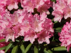 Rhododendron 'Kalinka' -Deutschland Garten Funk Verkaufs-Shop rhododendron kalinka m002368 w 5