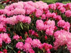 Rhododendron 'Kalinka' -Deutschland Garten Funk Verkaufs-Shop rhododendron kalinka m002368 w 6